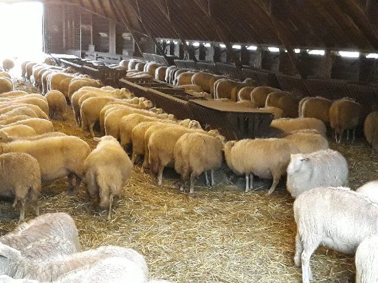 Ermelosche schaapskooi